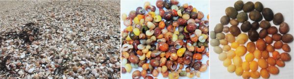 Le plus ancien atelier de fabrication de parures en coquillages d’Europe de l’Ouest