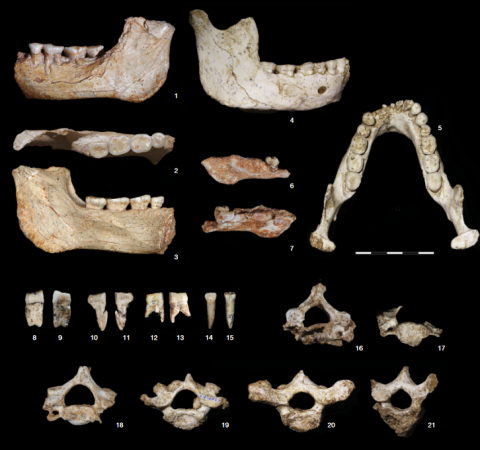 Les premiers hominidés du Maroc à l’origine de la lignée “Homo sapiens”