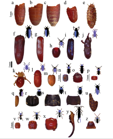 Des insectes révèlent la réutilisation d'un grenier préhispanique en espace funéraire à Grande Canarie